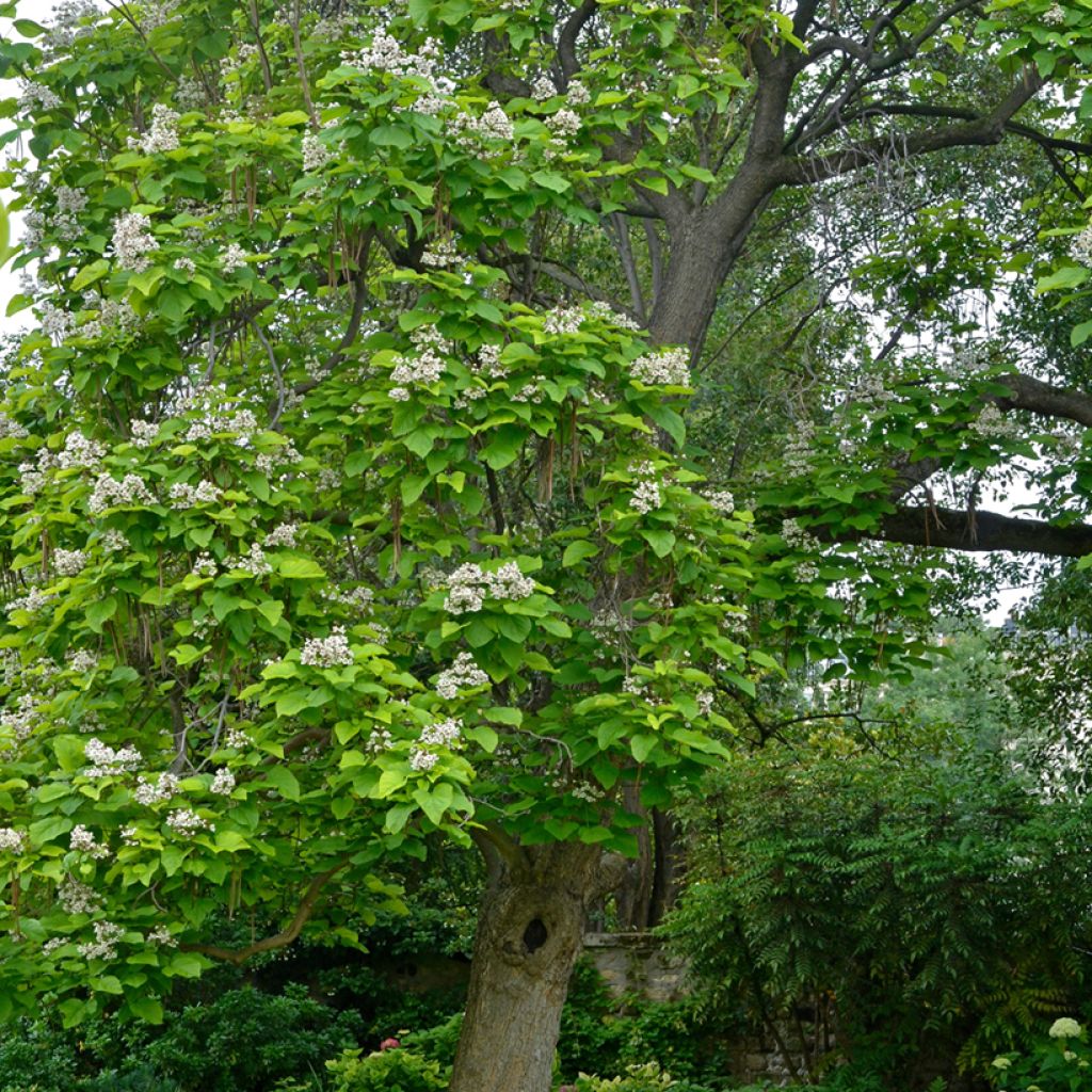 Catalpa bignonioides - Catalpa commun