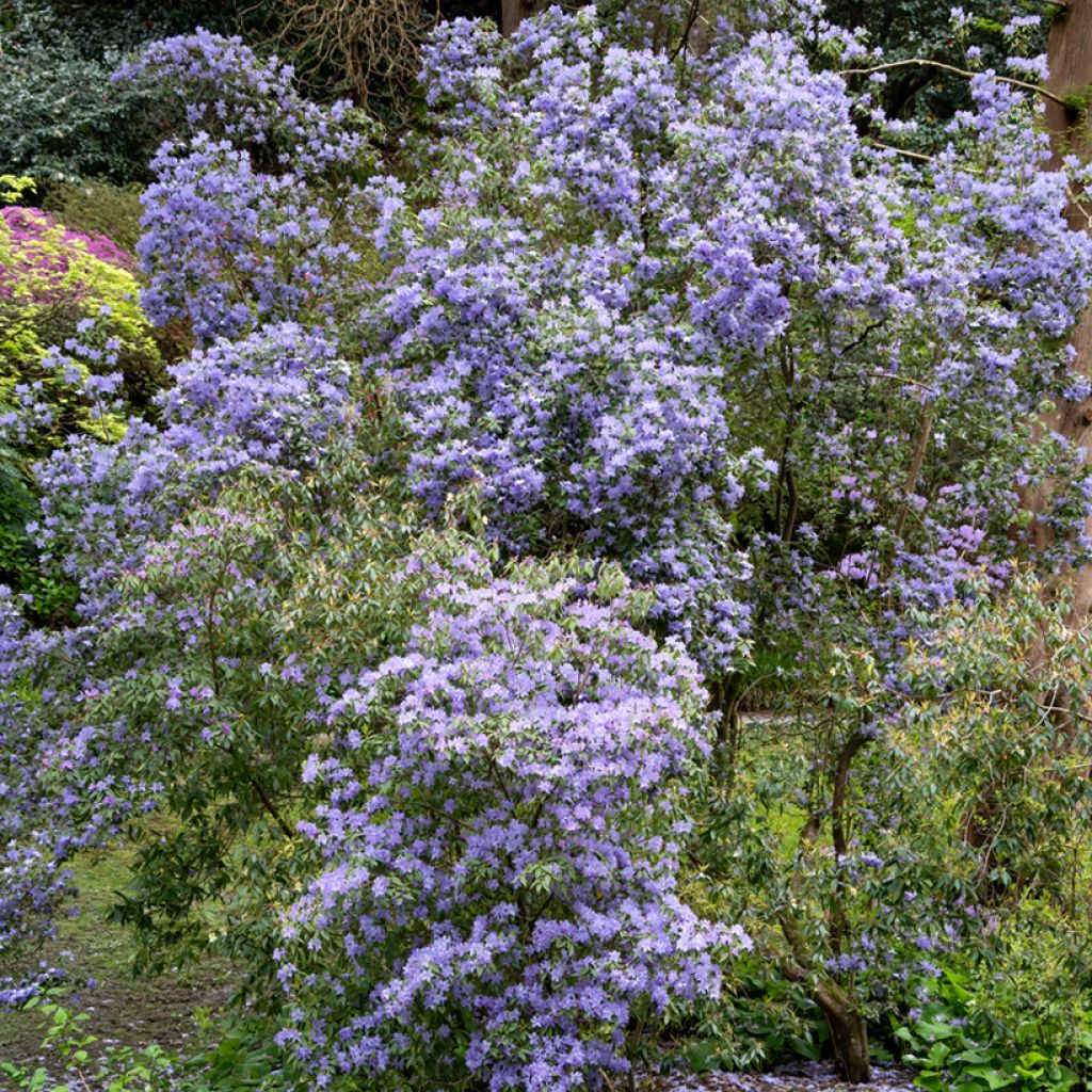 Céanothe impressus Puget Blue - Lilas de Californie