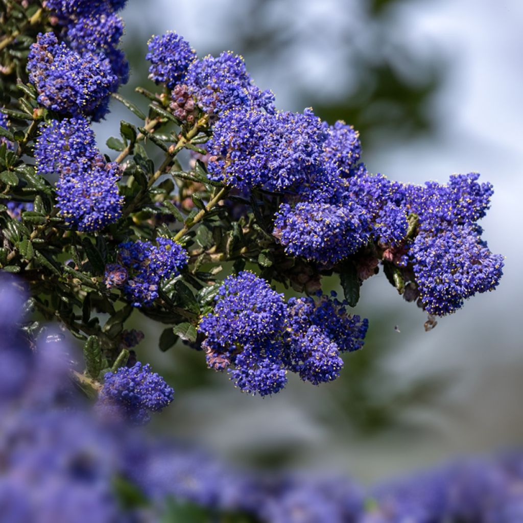 Ceanothus Dark Star - Lilas de Santa Barbara