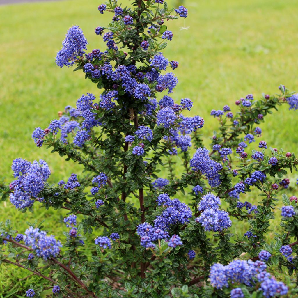 Ceanothus Dark Star - Lilas de Santa Barbara