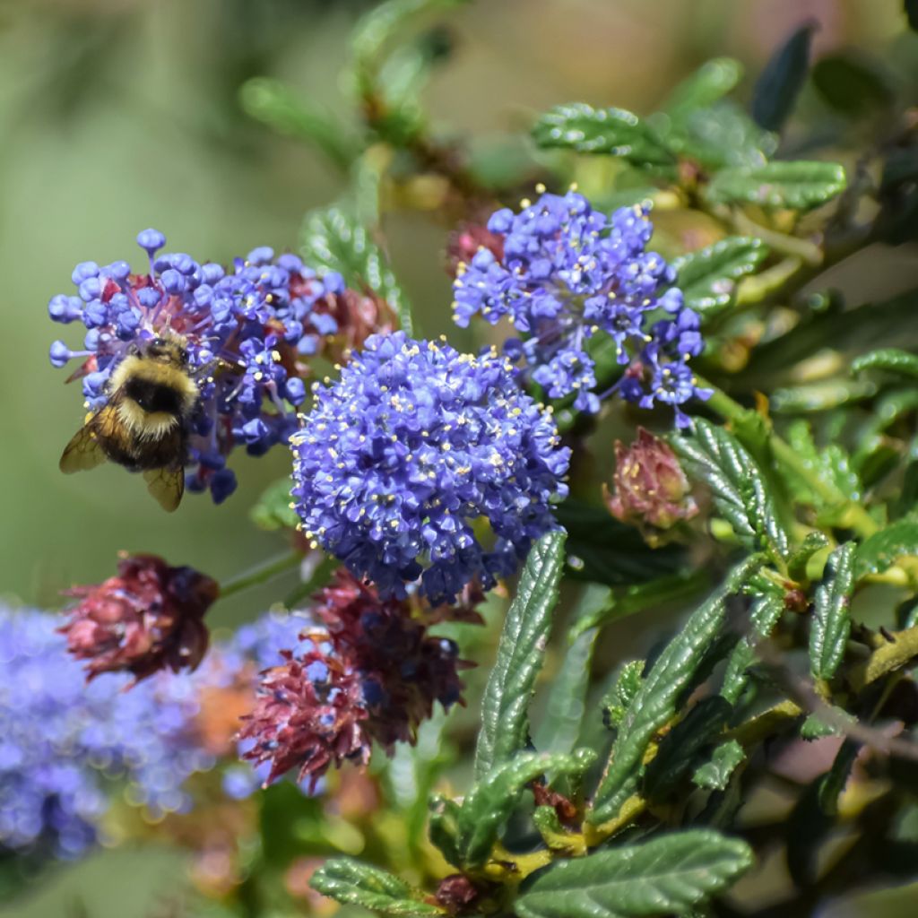 Ceanothus arboreus Concha - Lilas de Californie