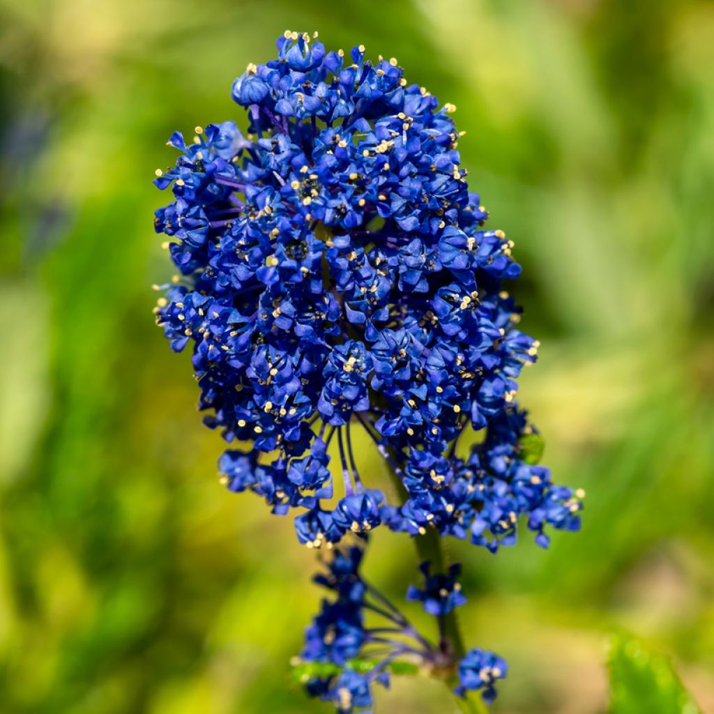 Ceanothus arboreus Concha - Lilas de Californie