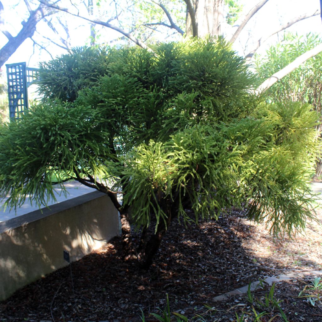 Cryptomeria japonica Globosa Nana - Cèdre du Japon 