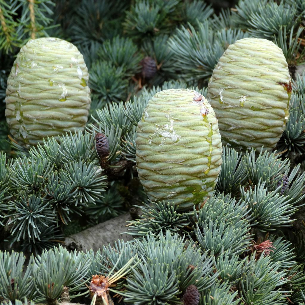 Graines de Cèdre de l'Himalaya - Cedrus deodara