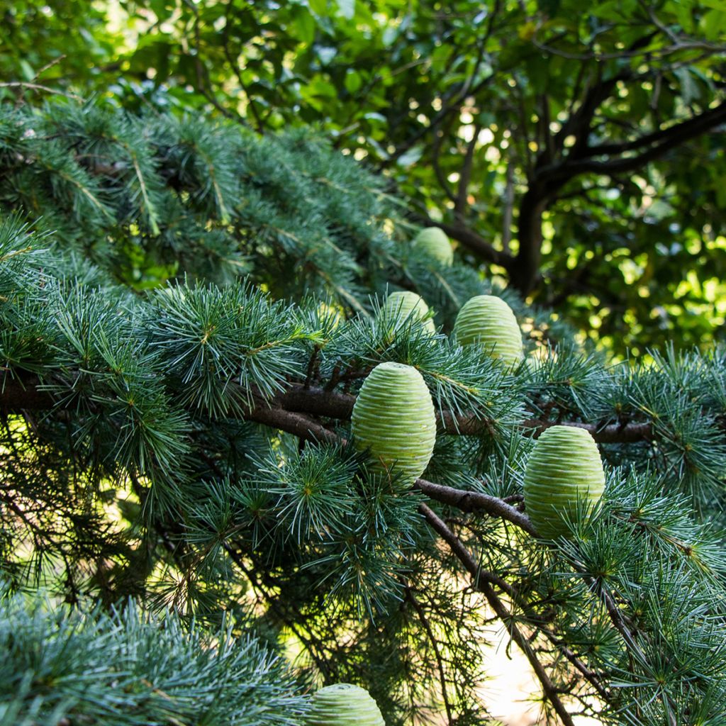 Graines de Cèdre de l'Himalaya - Cedrus deodara