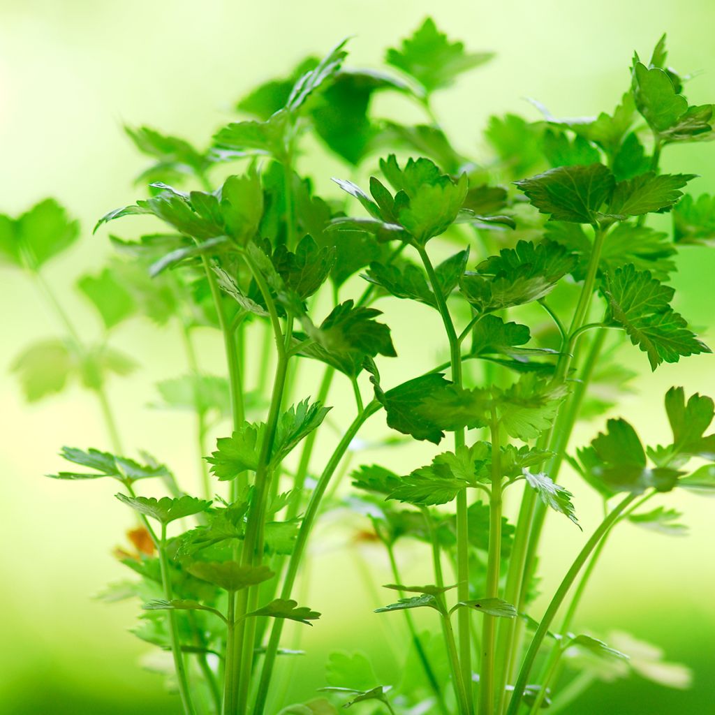 Céleri Tango F1 - Apium graveolens