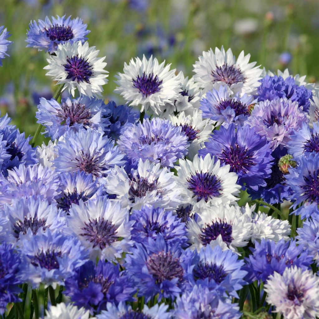 Graines de Centaurée bleuet Classic Fantastic  - Centaurea cyanus