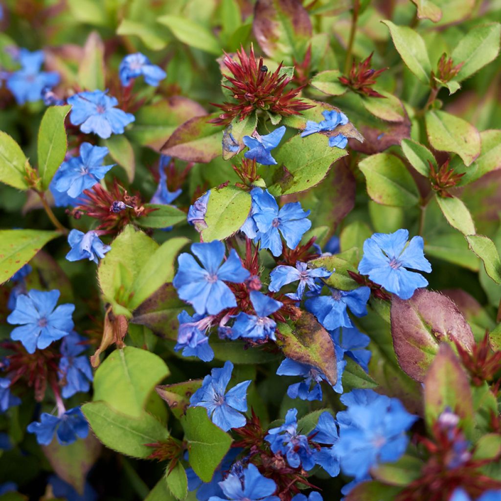 Ceratostigma plumbaginoides - Dentelaire