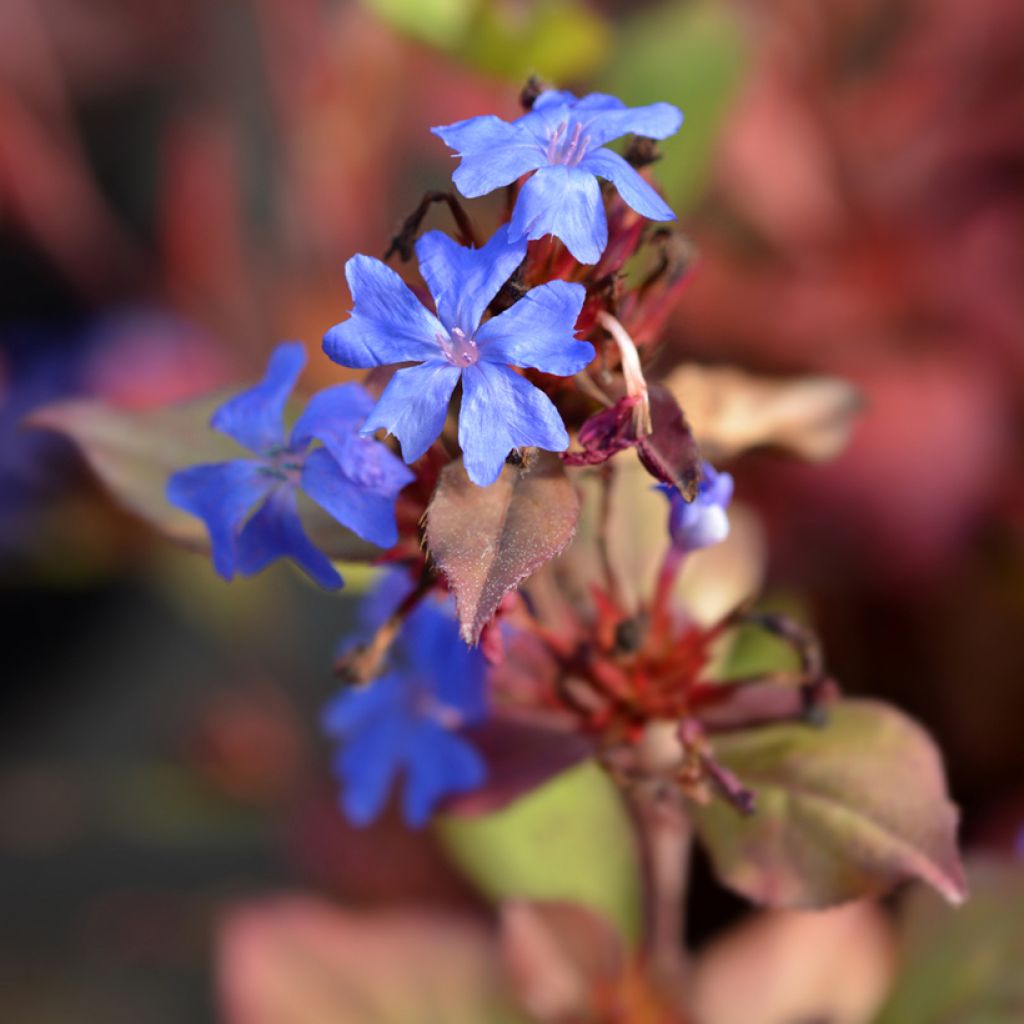 Ceratostigma plumbaginoides - Dentelaire