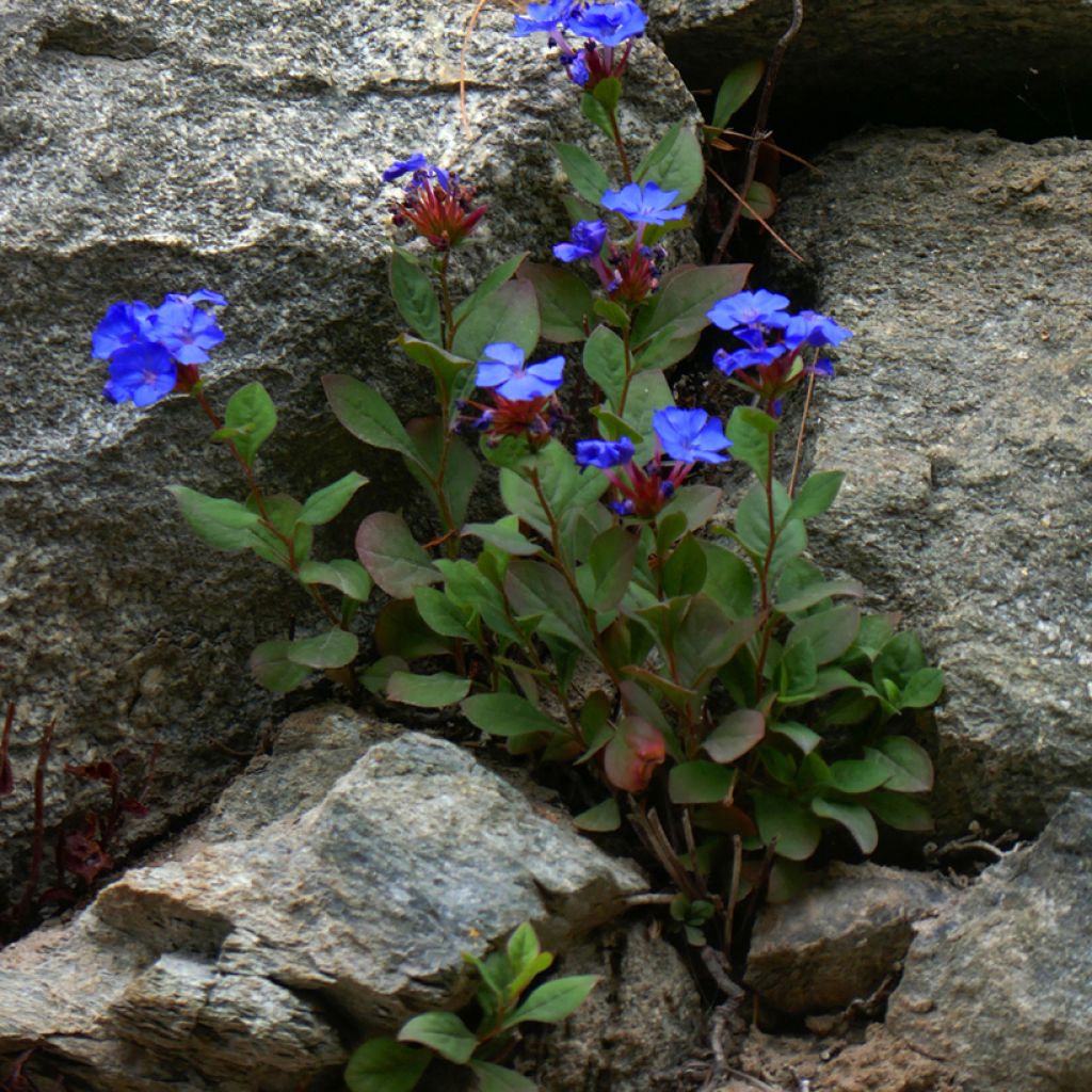 Ceratostigma plumbaginoides - Dentelaire