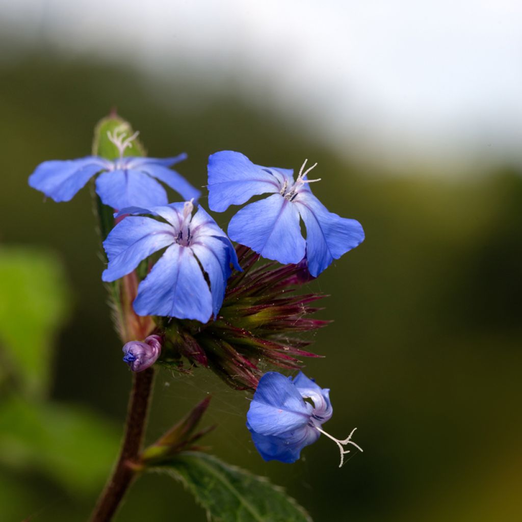 Ceratostigma willmottianum Forest Blue - Plumbago de Willmott