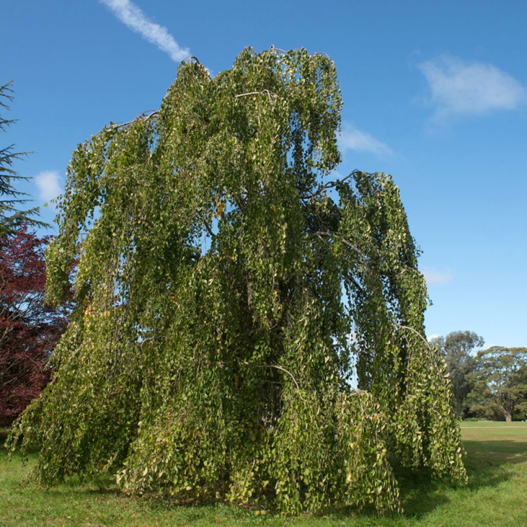 Cercidiphyllum japonicum Pendulum - Arbre à caramel