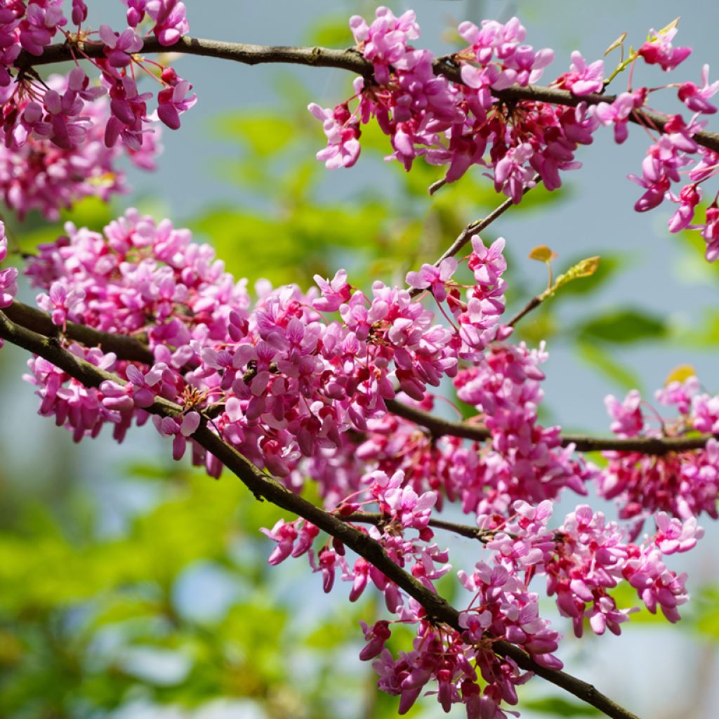 Cercis canadensis Tennessee Pink - Gainier du Canada