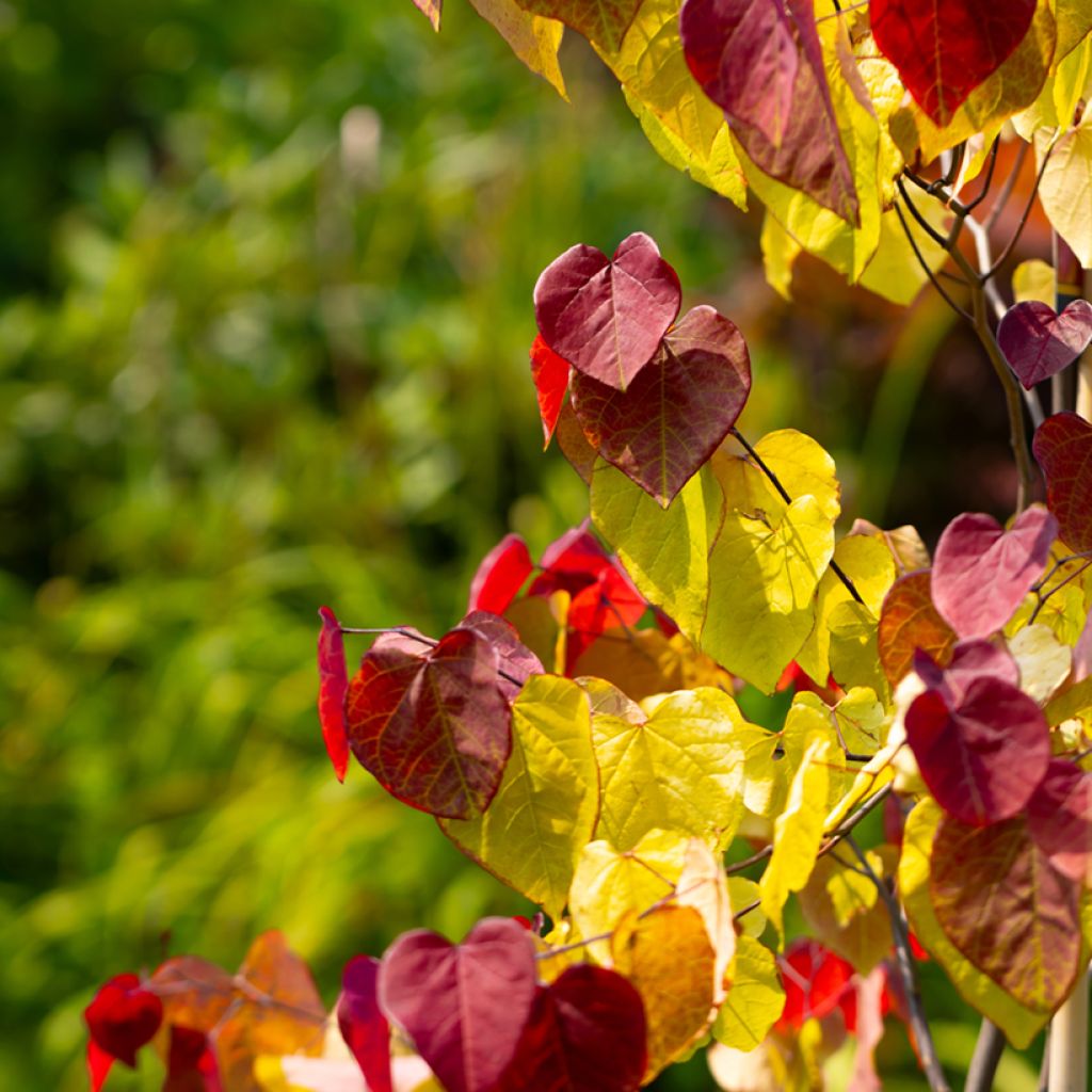 Cercis canadensis Eternal Flame - Gainier du Canada
