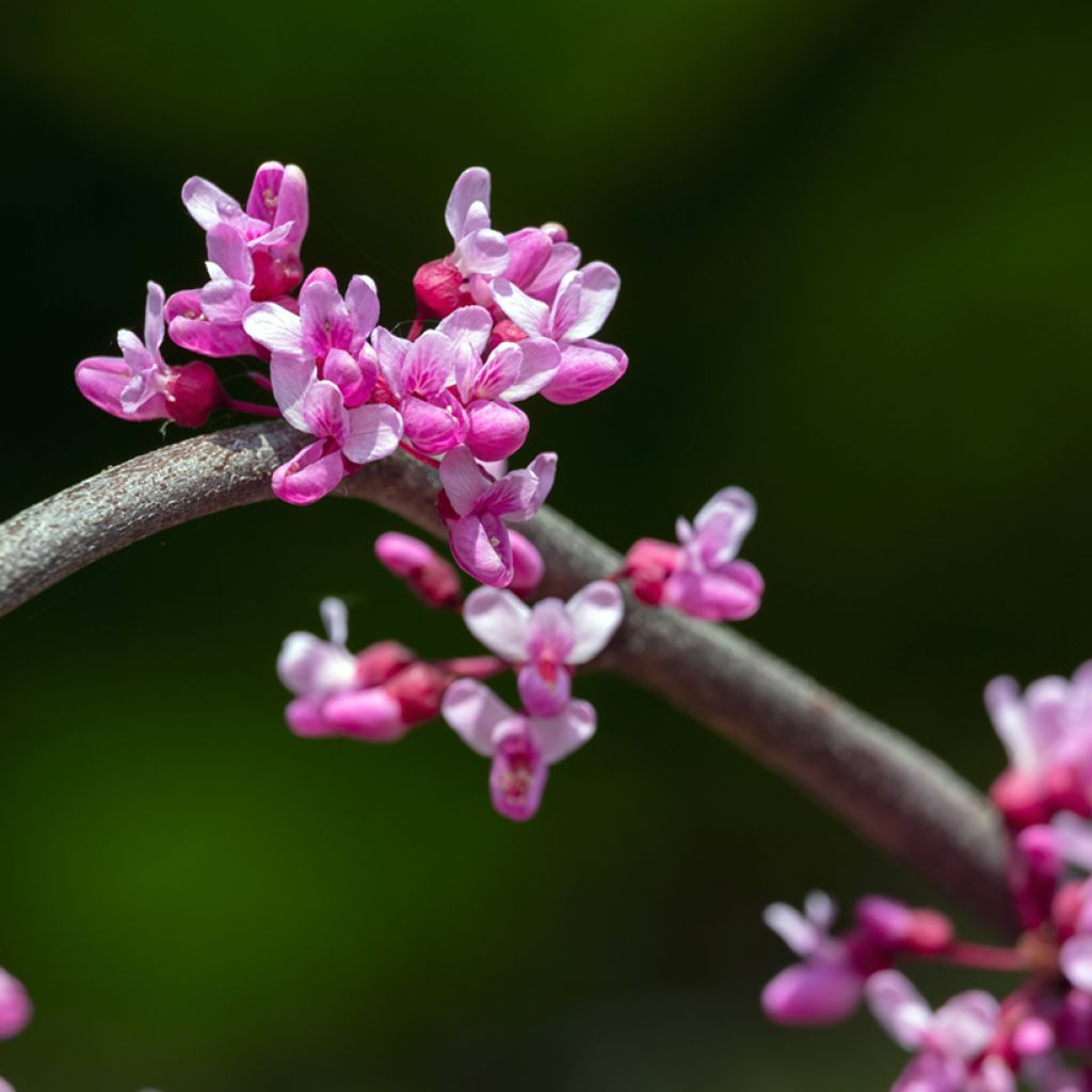 Cercis canadensis Lavender Twist - Gainier du Canada pleureur rose