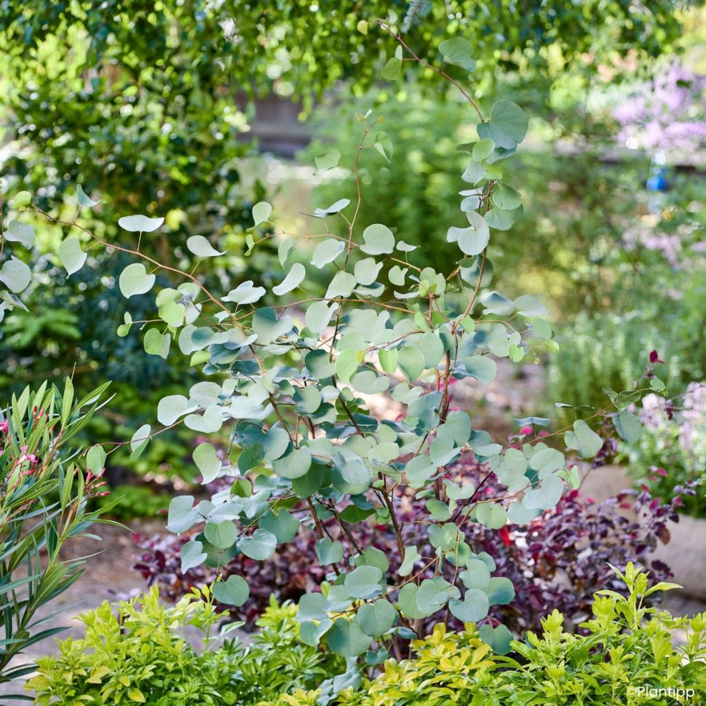 Cercis griffithii Blue Lagoon - Gainier de Griffith