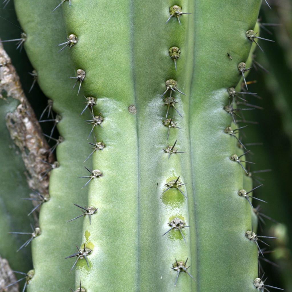 Cereus peruvianus - Cierge du Pérou