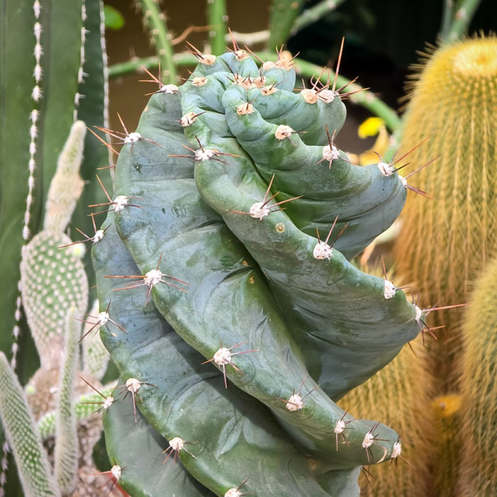Cereus forbesii Spiralis