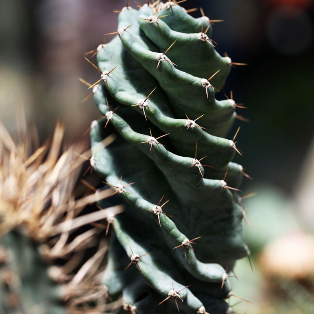 Cereus forbesii Spiralis