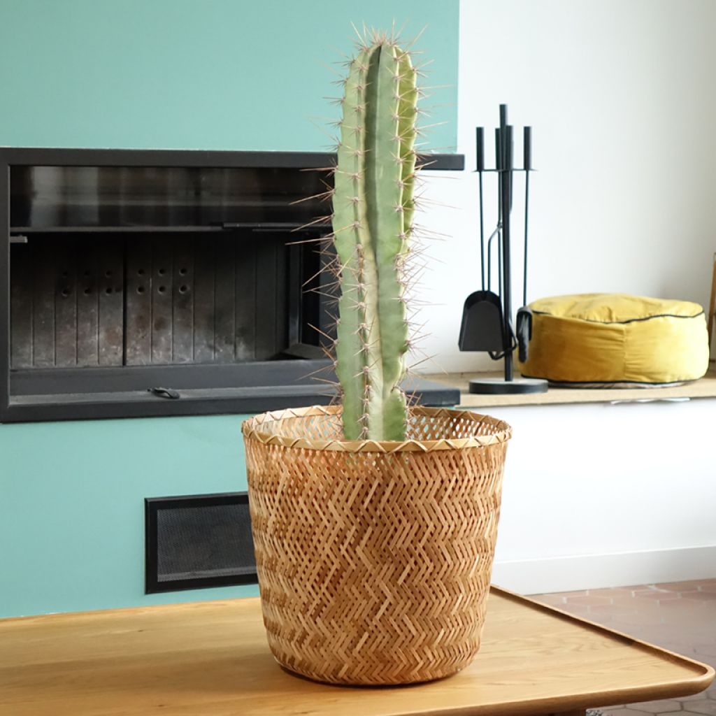 Cereus peruvianus - Cierge du Pérou