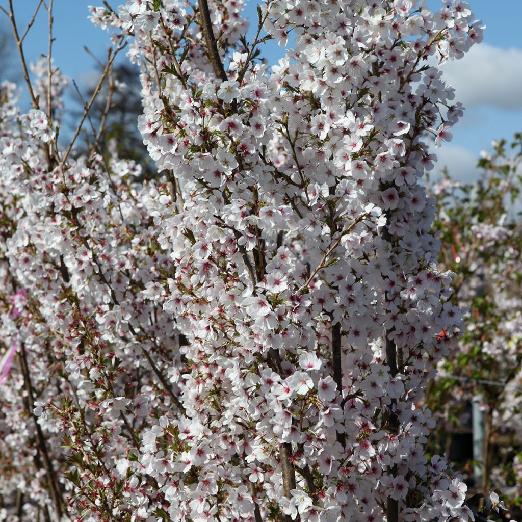 Cerisier à fleurs - Prunus Royal Flame