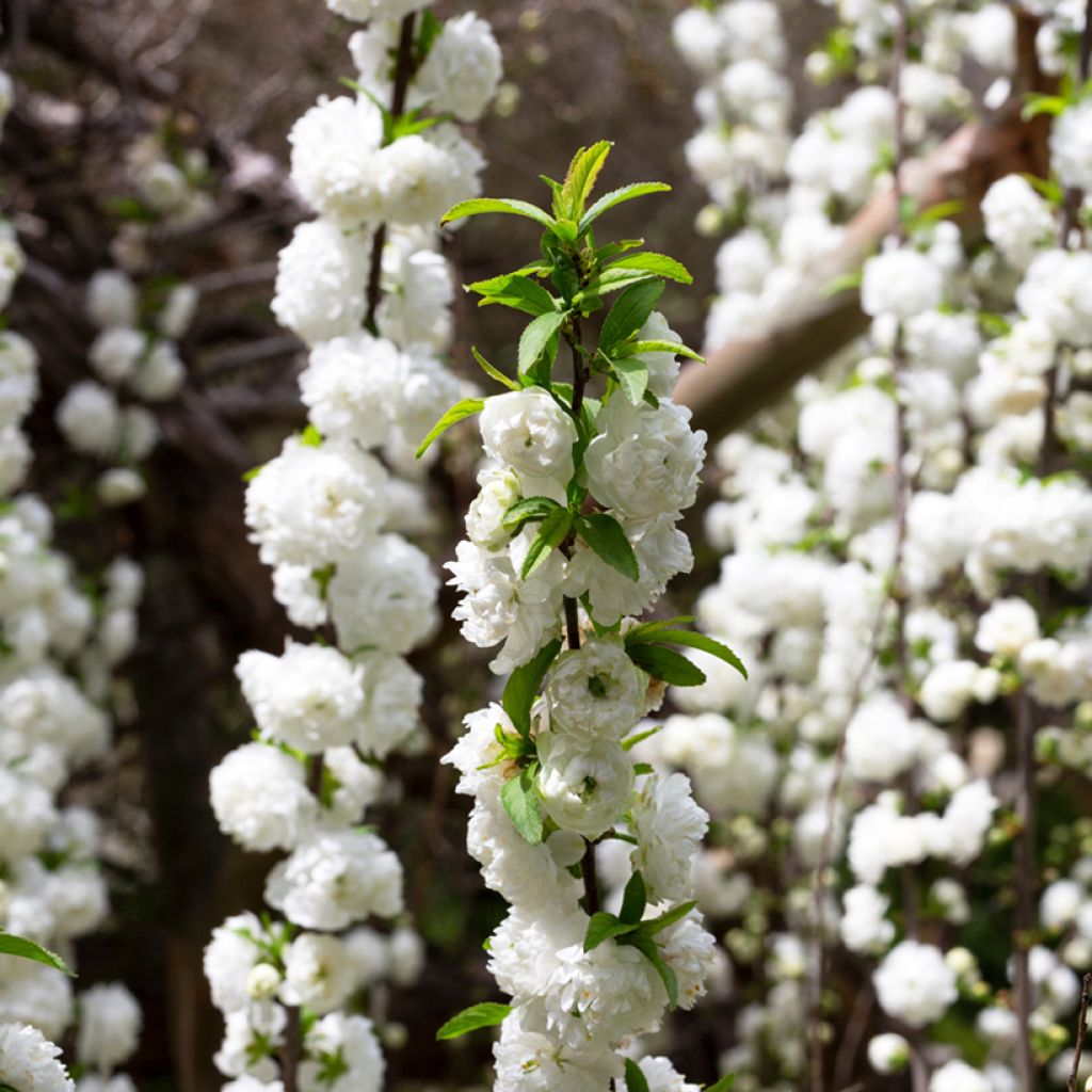 Cerisier à fleur - Prunus glandulosa Alba Plena