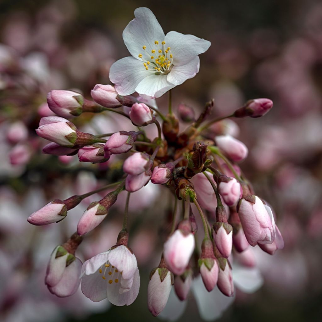 Cerisier à fleurs - Prunus Pandora