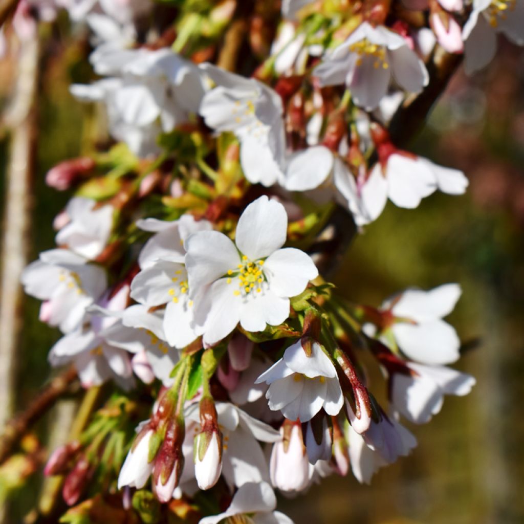 Cerisier à fleurs - Prunus Snow Fountains