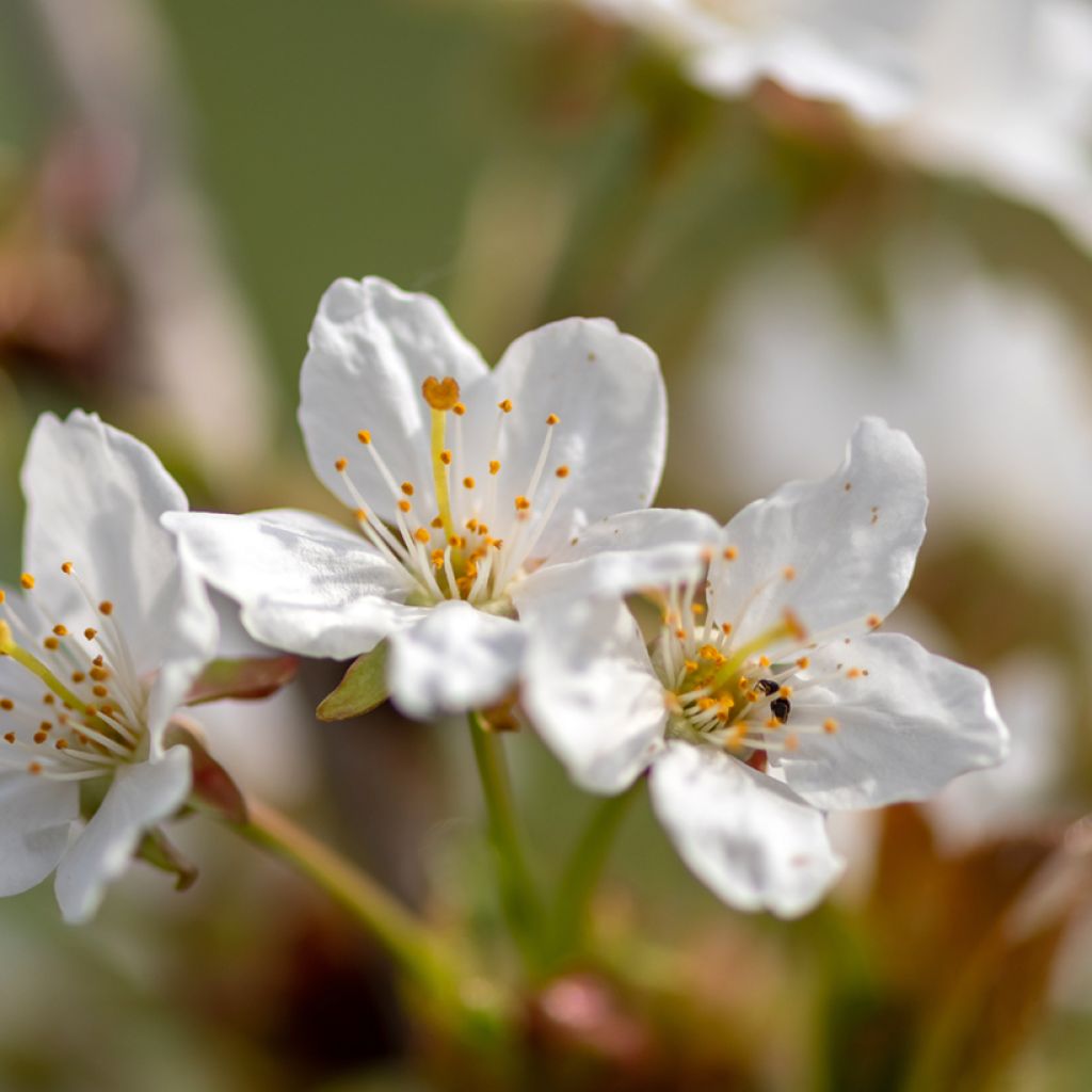 Cerisier à fleurs - Prunus Umineko