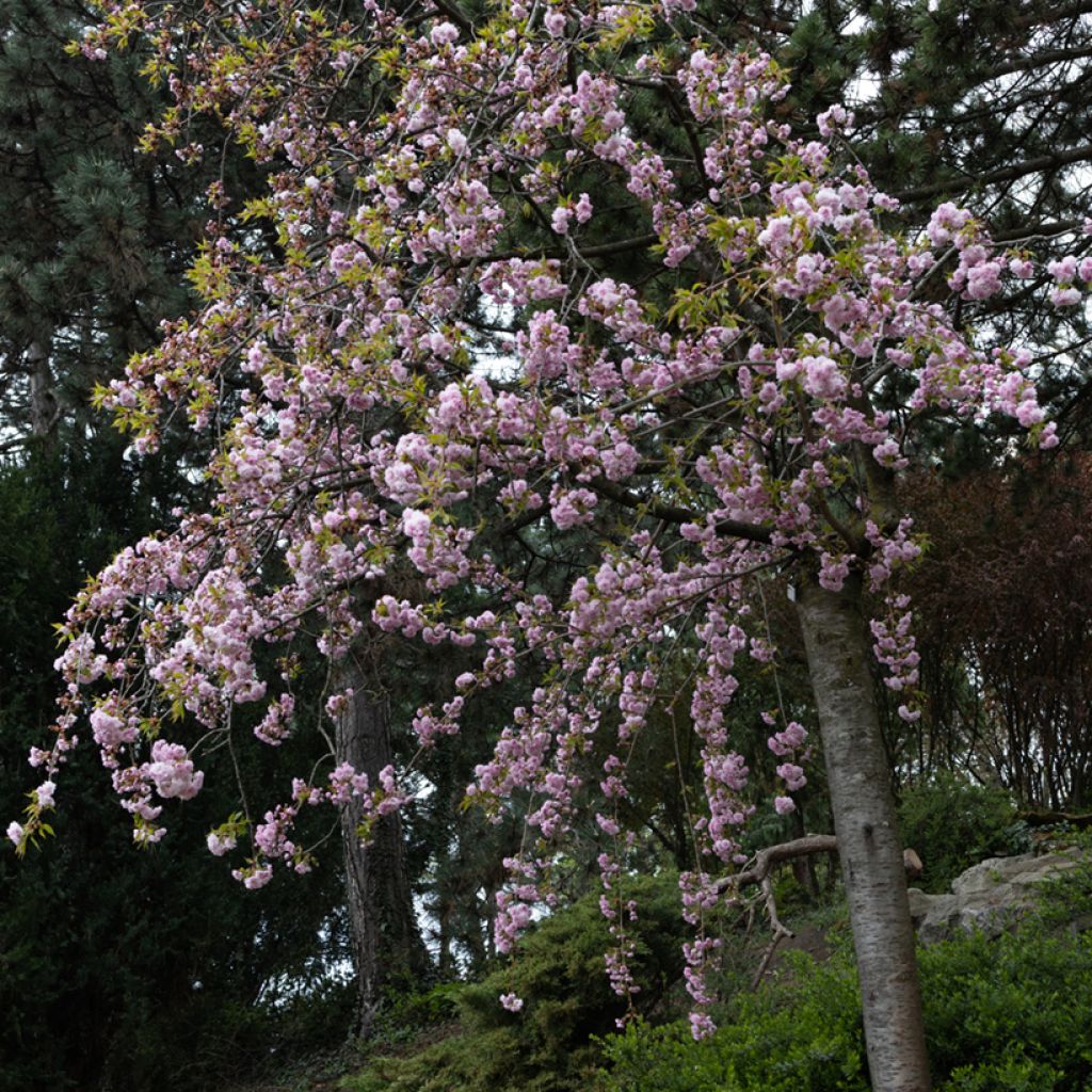 Cerisier à fleurs - Prunus serrulata Kiku Shidare Zakura 