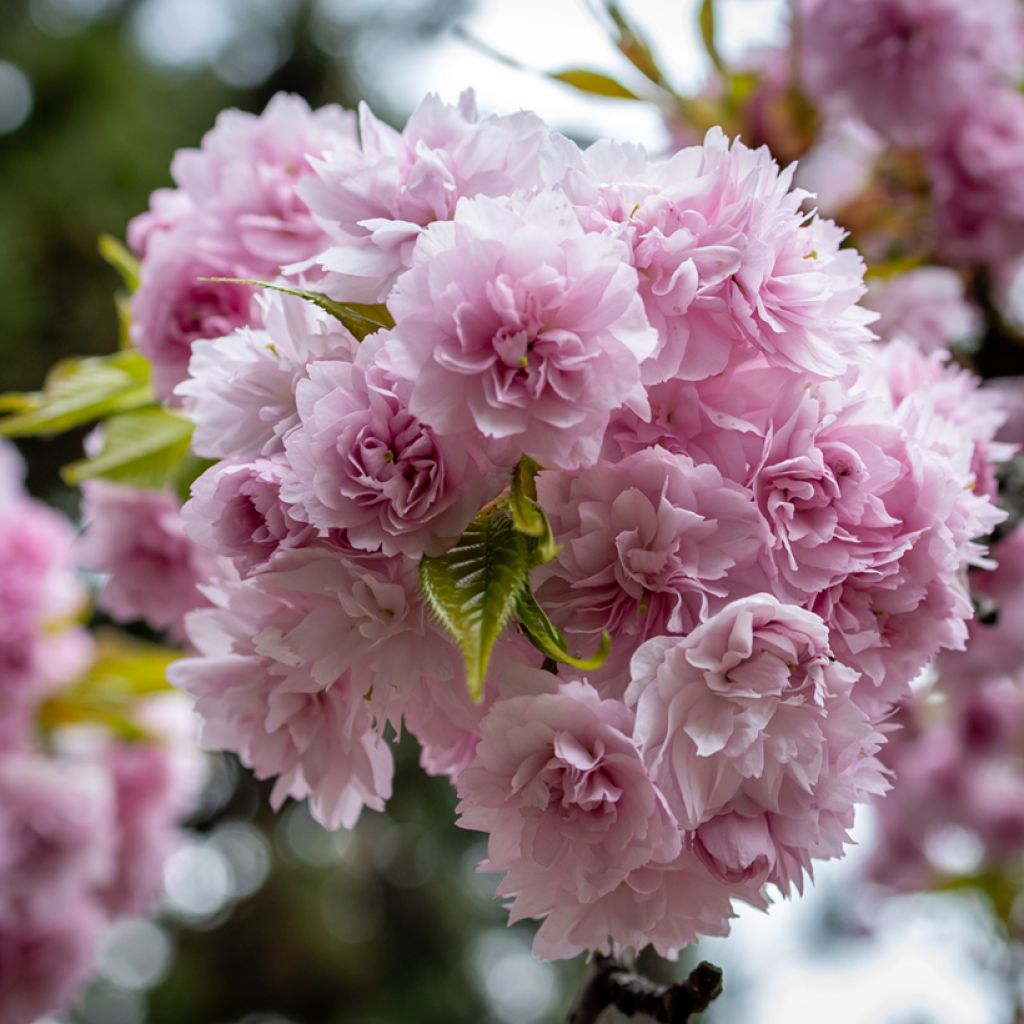 Cerisier à fleurs - Prunus serrulata Kiku Shidare Zakura 