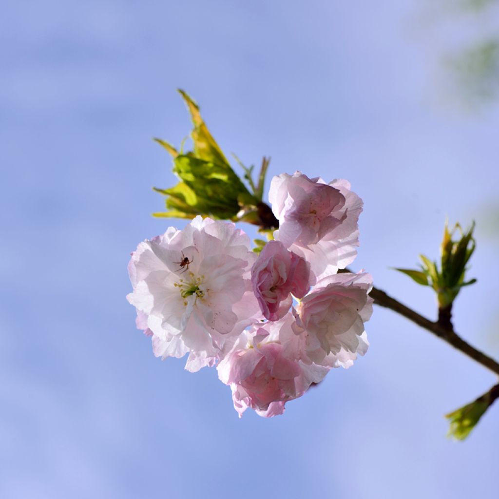 Cerisier à fleurs - Prunus serrulata Shirofugen
