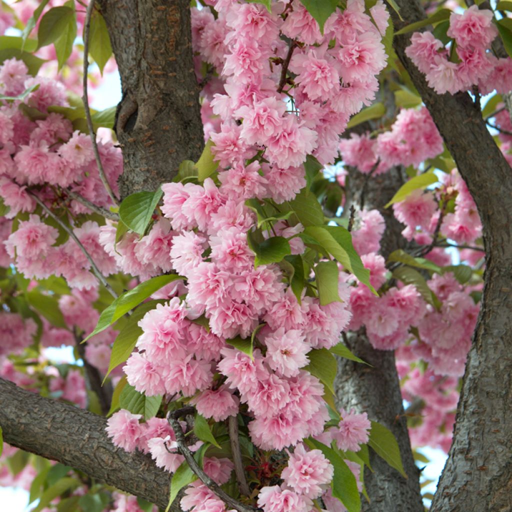 Cerisier à fleurs du Japon - Prunus serrulata Kanzan