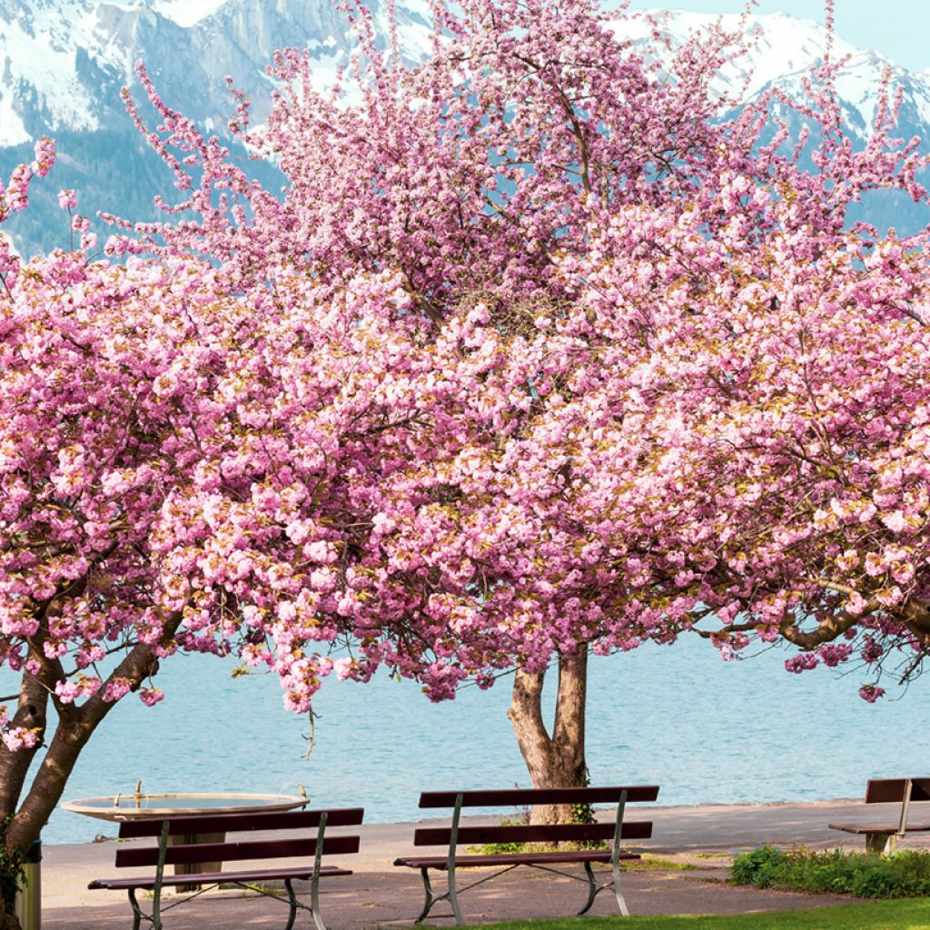Cerisier à fleurs du Japon - Prunus serrulata Kanzan