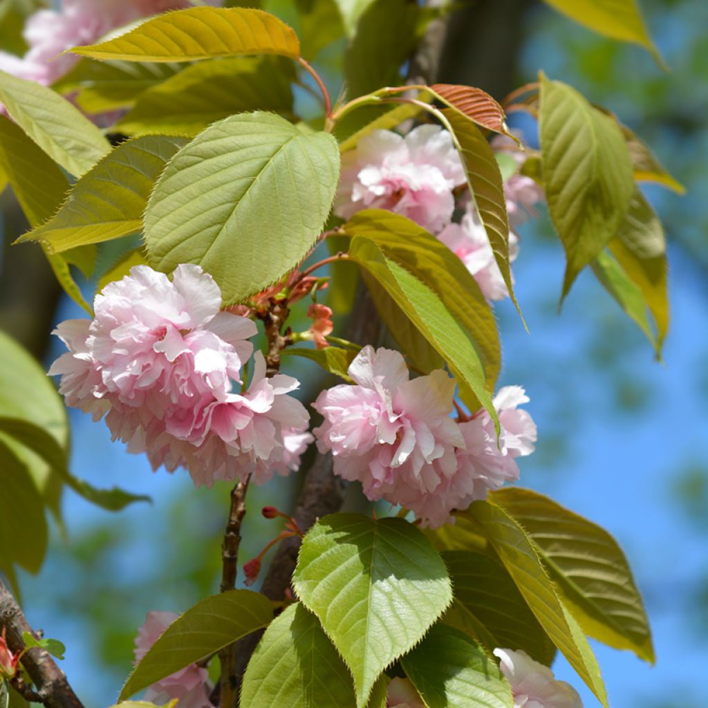 Cerisier à fleurs du Japon - Prunus serrulata Kanzan