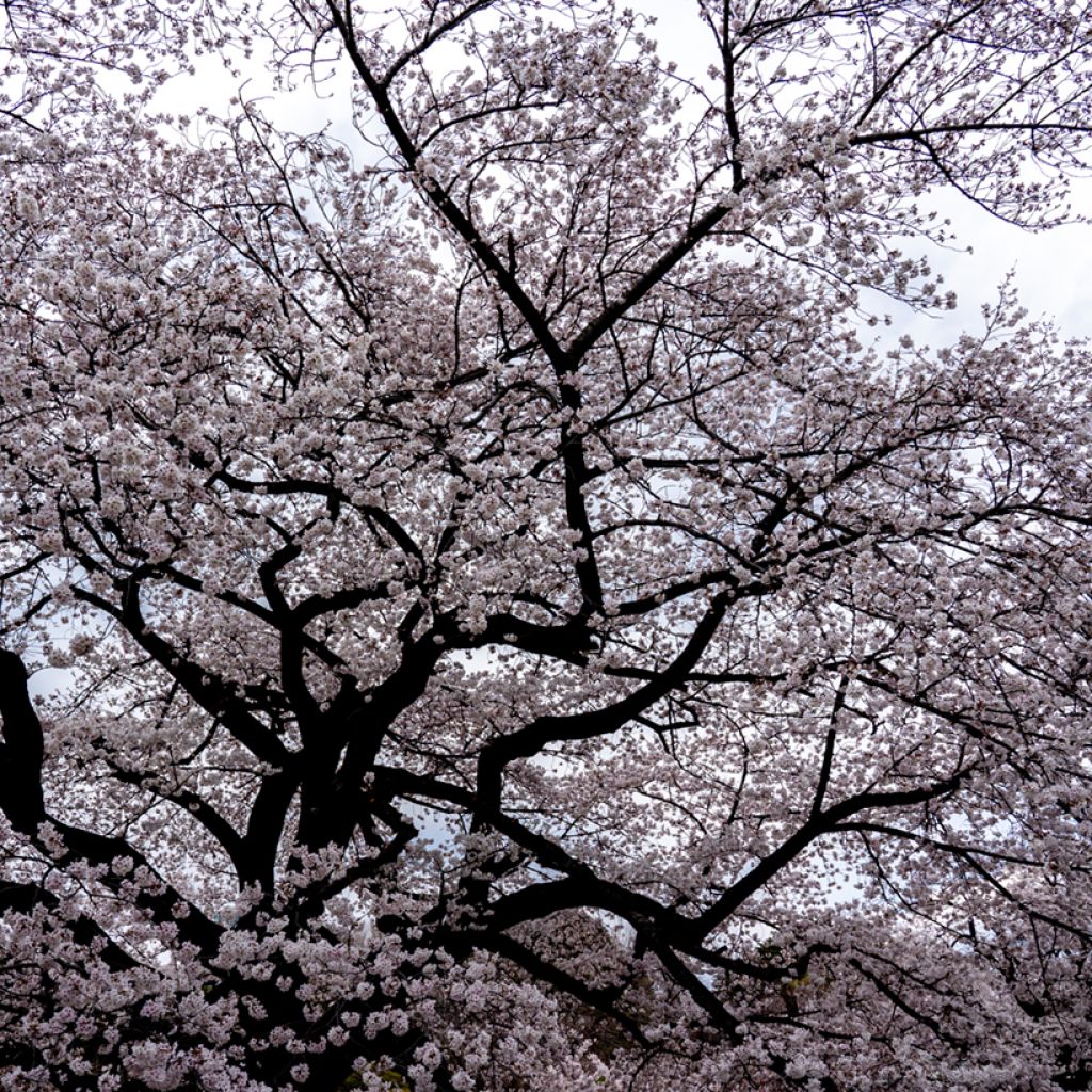 Cerisier à fleurs pleureur - Prunus yedoensis Shidare Yoshino