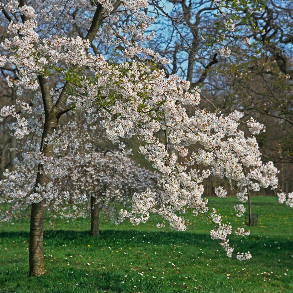 Cerisier à fleurs pleureur - Prunus yedoensis Shidare Yoshino