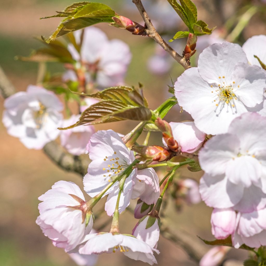 Cerisier à grappes - Prunus serrulata Sunset Boulevard