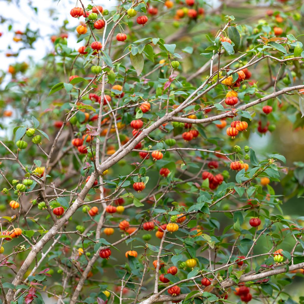 Cerisier de Cayenne - Eugenia uniflora