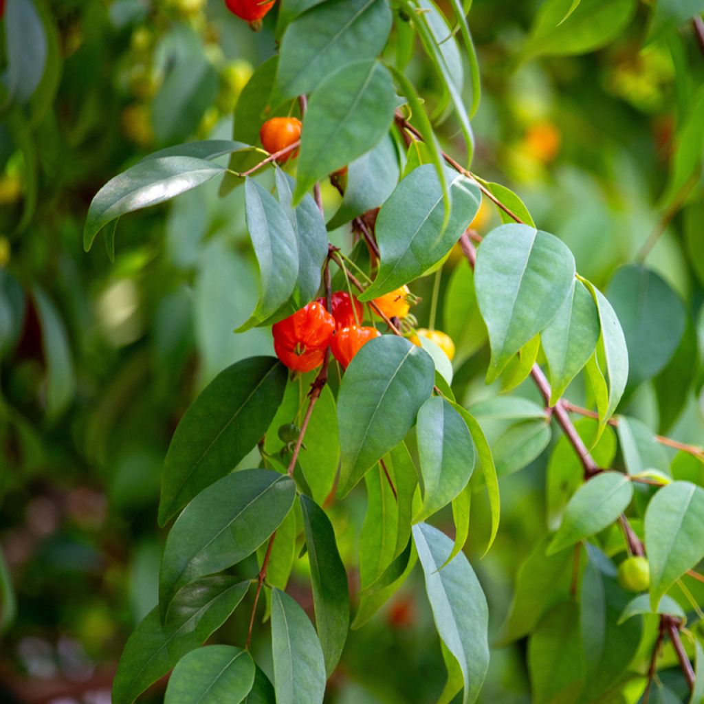 Cerisier de Cayenne - Eugenia uniflora