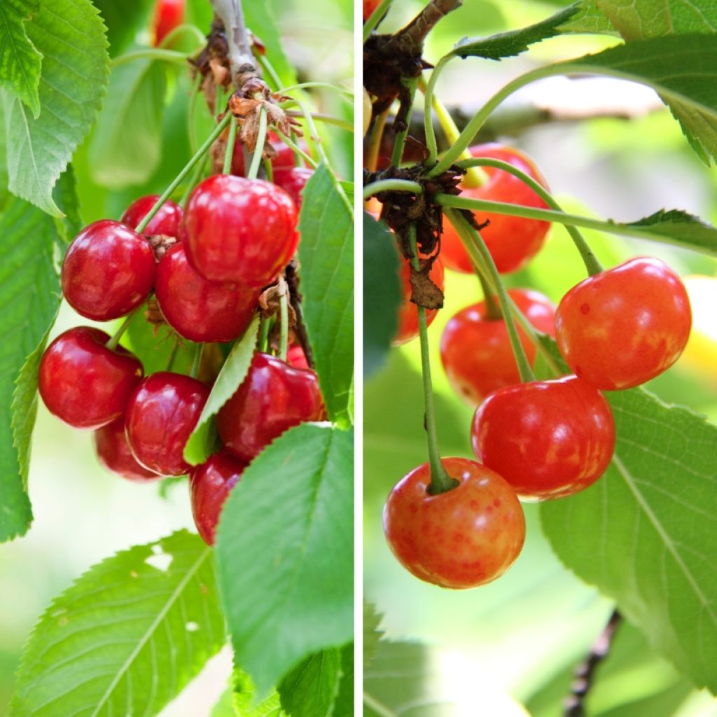 Cerisier Duo Bigarreau Burlat et Napoléon