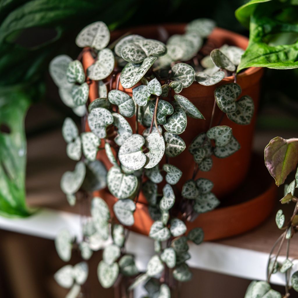 Ceropegia woodii - Chaîne des cœurs