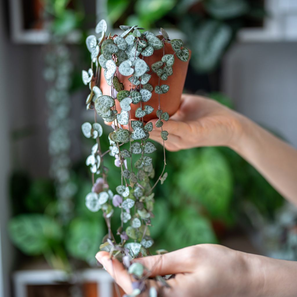 Ceropegia woodii - Chaîne des cœurs