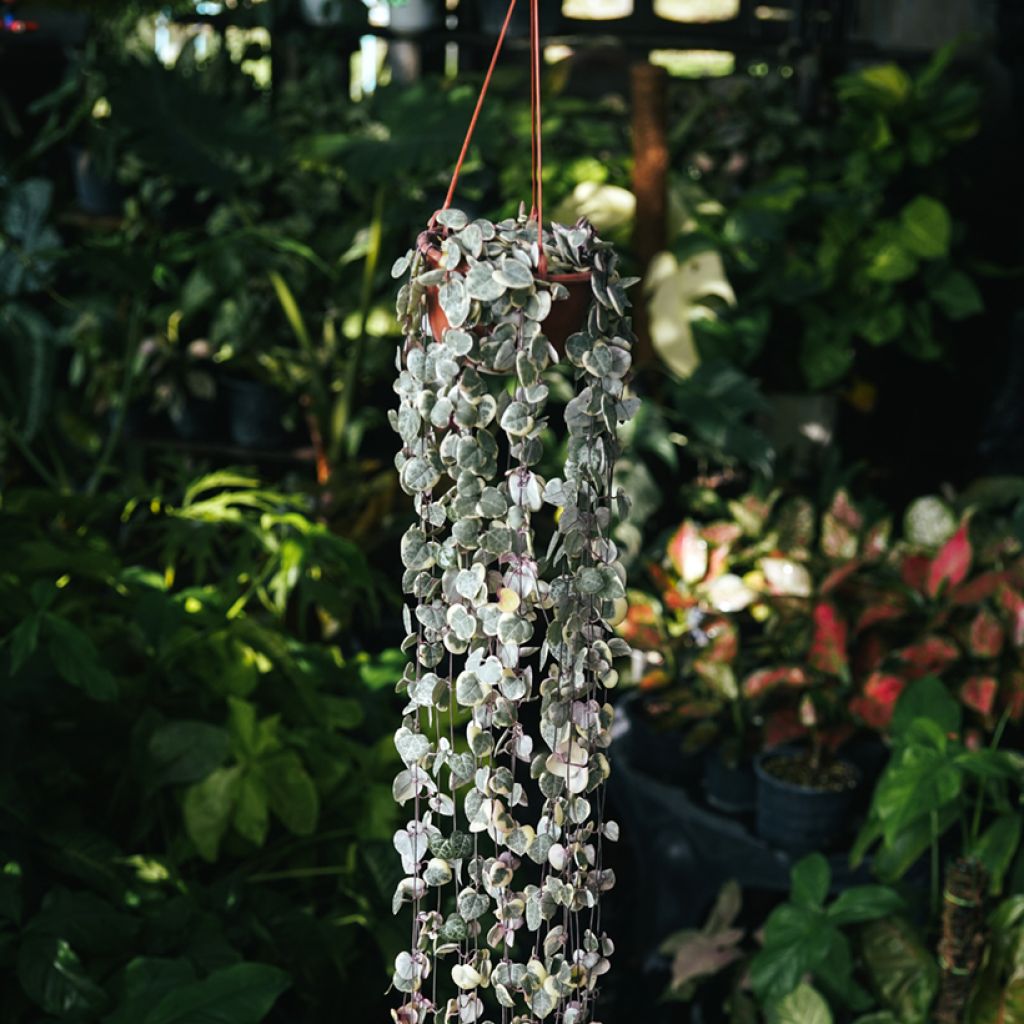 Ceropegia woodii Variegata - Chaîne des coeurs