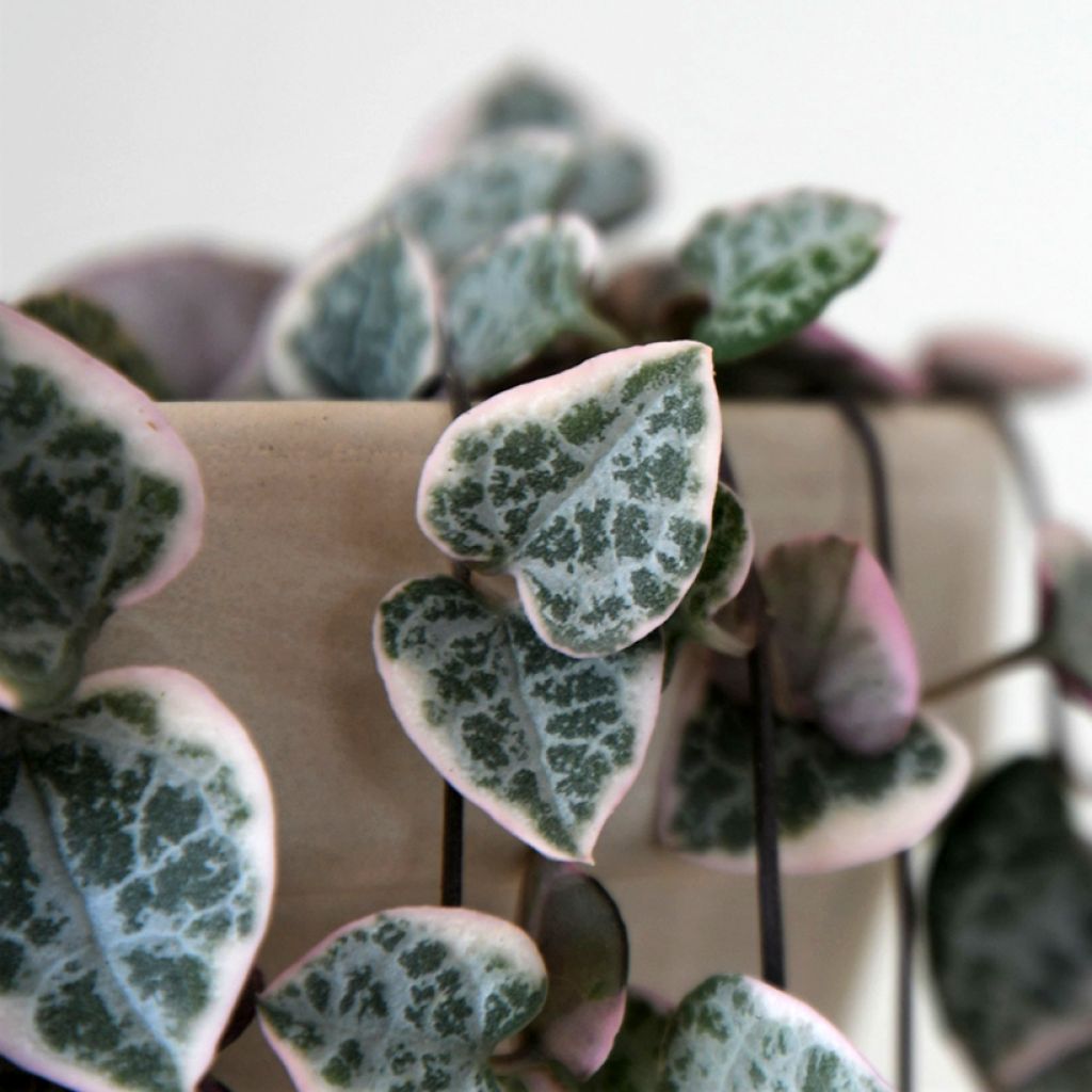 Ceropegia woodii Variegata - Chaîne des coeurs