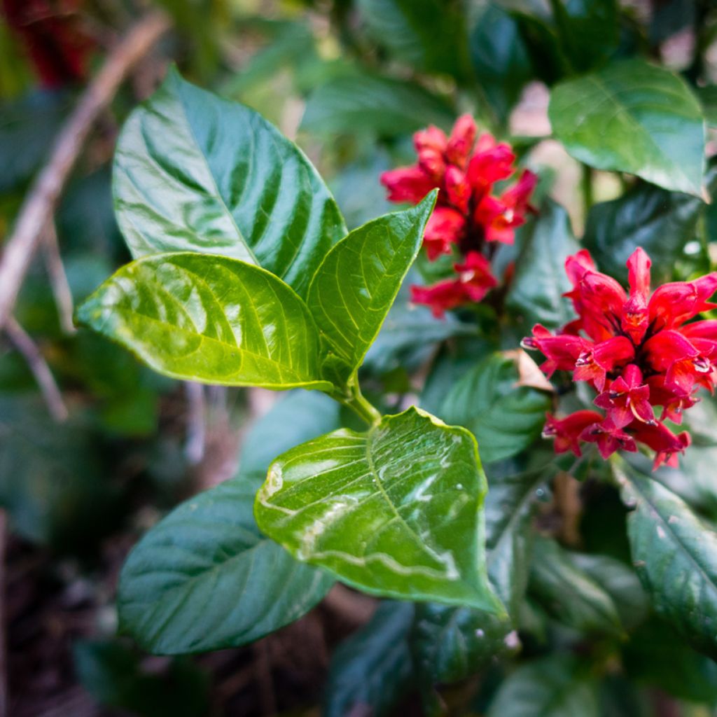 Cestrum fasciculatum Newellii - Cestreau rouge du Mexique