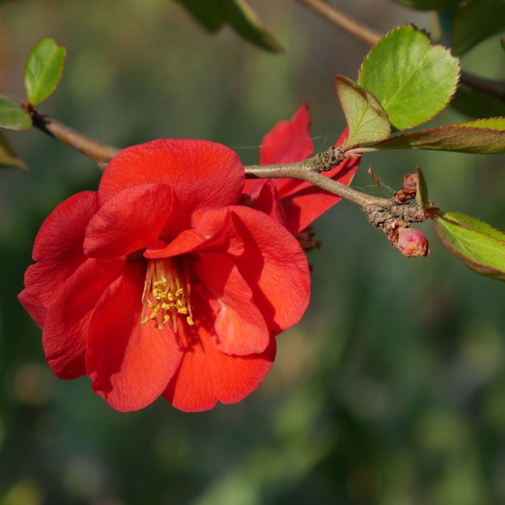 Chaenomeles superba Nicoline - Chaenomeles superba