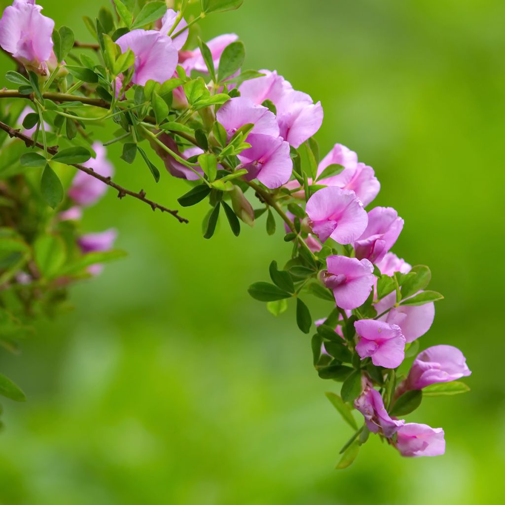Chamaecytisus purpureus - Genêt pourpre