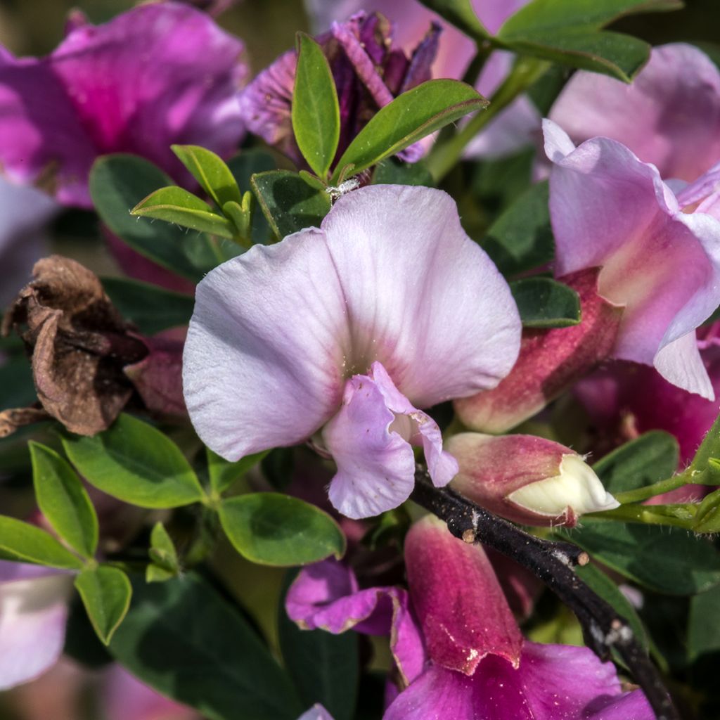 Chamaecytisus purpureus - Genêt pourpre
