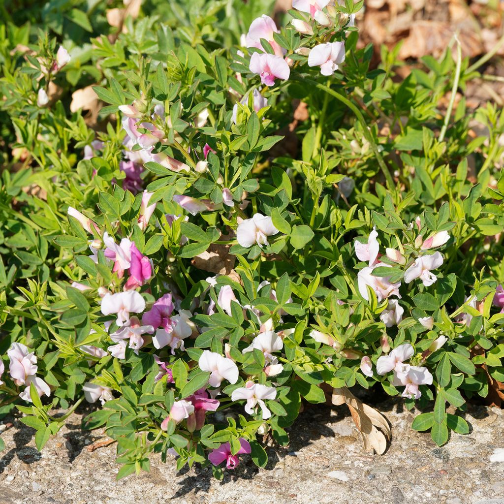 Chamaecytisus purpureus - Genêt pourpre